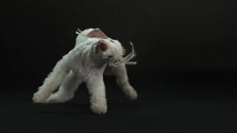 Slow-motion video of a white poodle twisting its body to rid itself of water in its fur