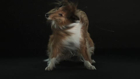 A full body view of a collie shaking its head