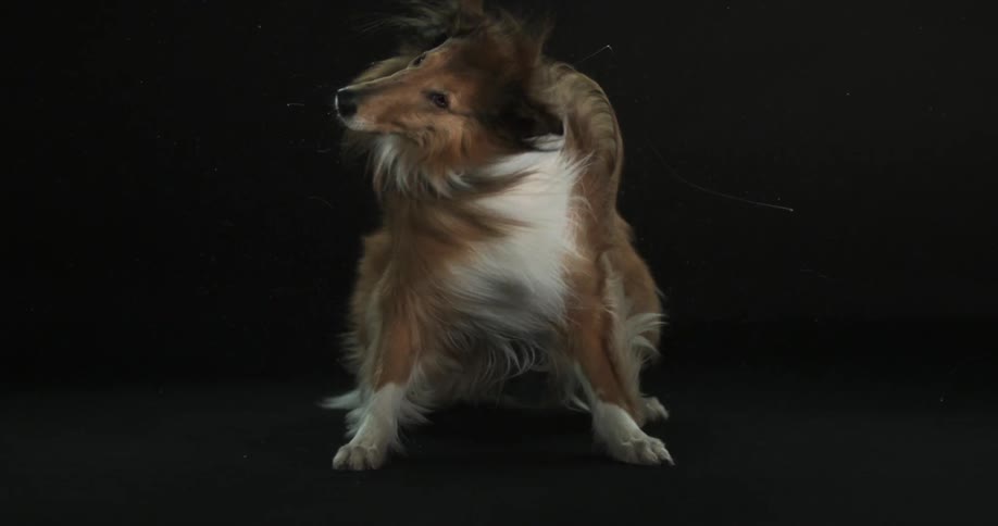 A full body view of a collie shaking its head