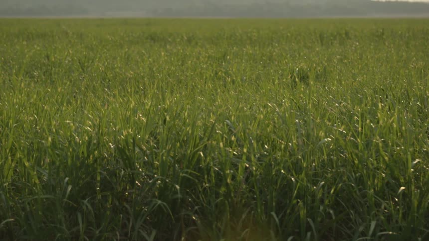 A grassy field during a sunny day