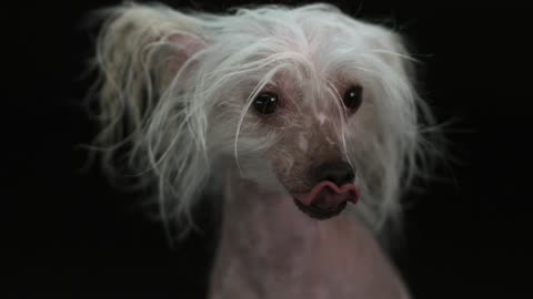 A ugly dog licks its mouth in slow motion