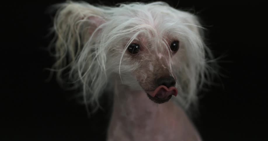 A ugly dog licks its mouth in slow motion