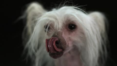 A white dog licking its nose in slow motion