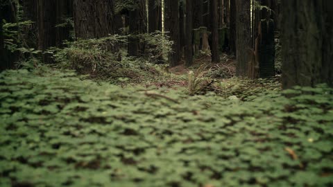 Plants grown in old forest