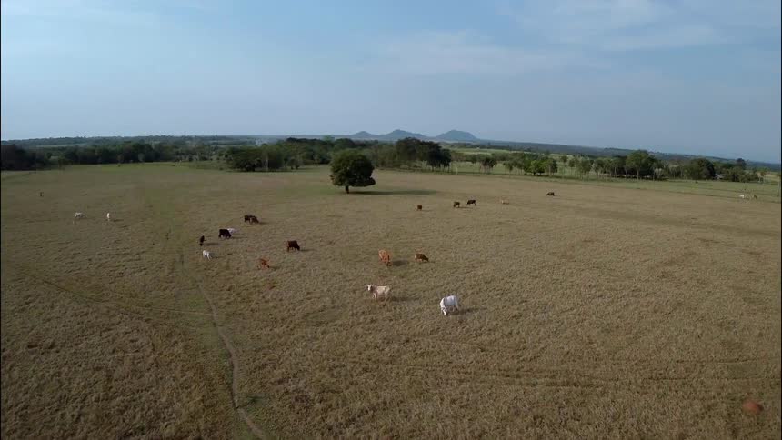 An aerial view of cows in a pasture with mountains off in the distance