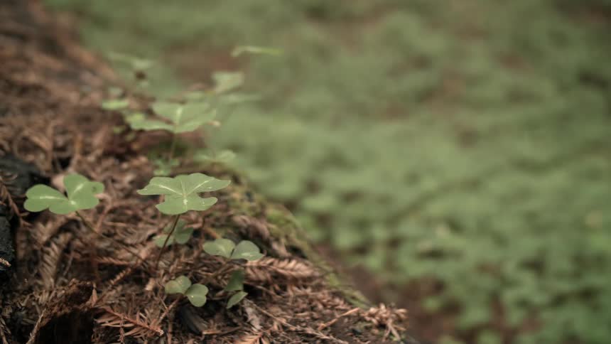 Closeup of clover in a forest floor