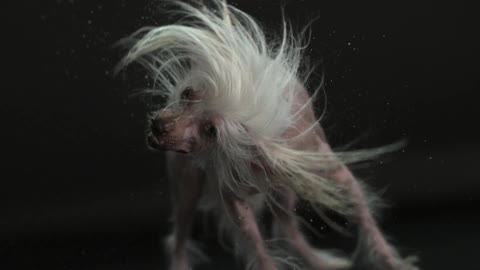 A white dog shaking its head