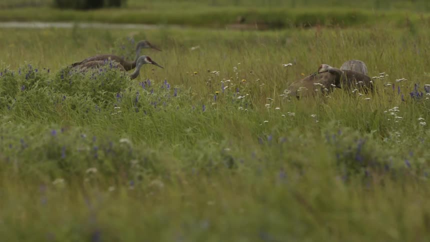 Several large birds walking through an overgrown grassy area
