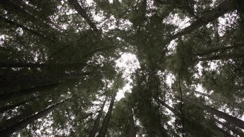 Forest with tall trees during the daytime