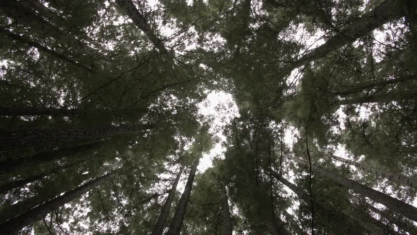 Forest with tall trees during the daytime
