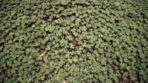 A field of clovers