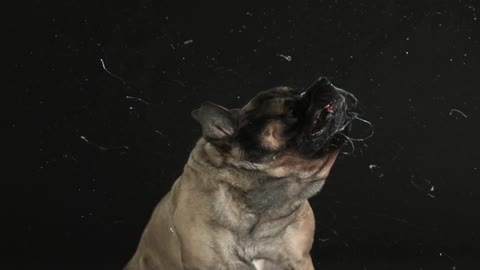 Slow motion video of a dog shaking its head and flinging slobber everywhere