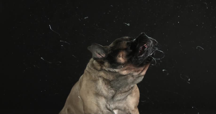 Slow motion video of a dog shaking its head and flinging slobber everywhere