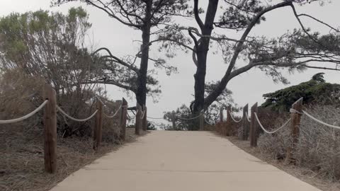 Path towards beach lined by trees