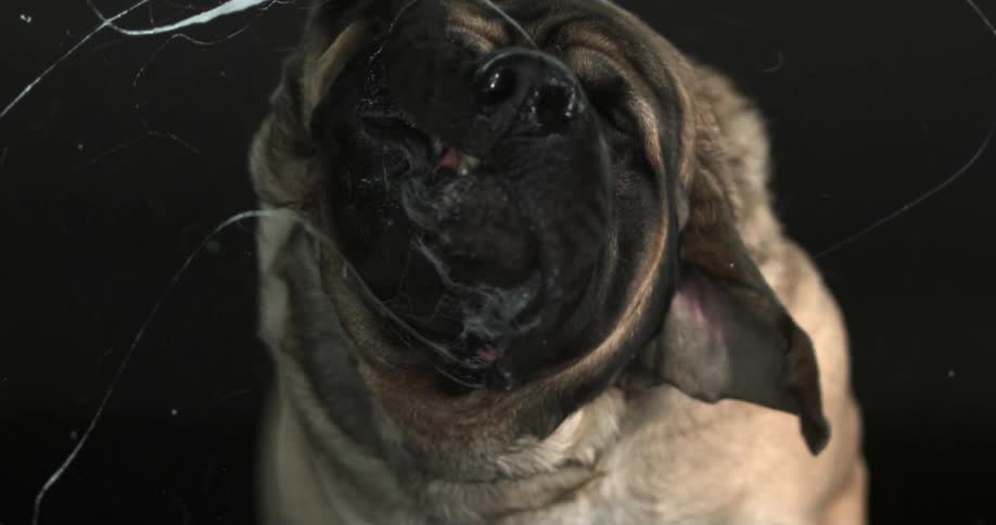 A slobbery dog shakes its head in slow motion