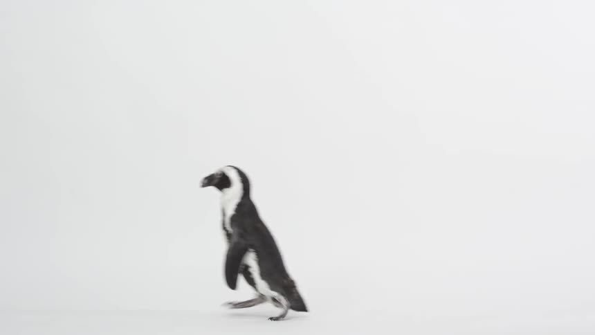 Penguin walks across white background