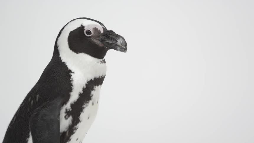 A penguin looking around