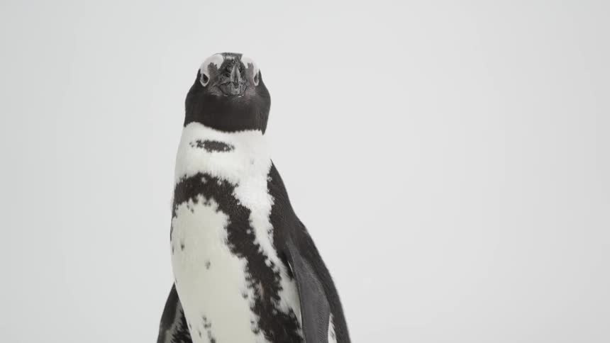 A penguin looking around and shaking its head