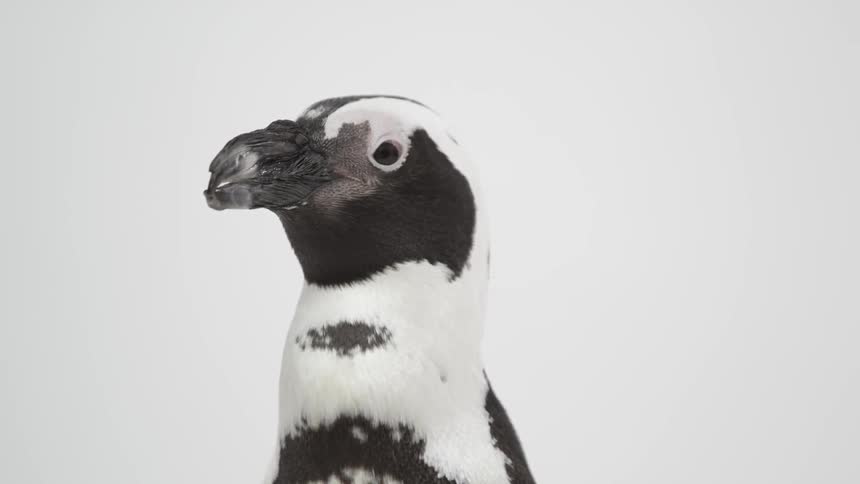 A black and white bird