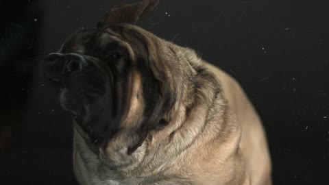 Dog shaking drool all over the place