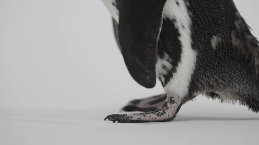 A penguin walks by