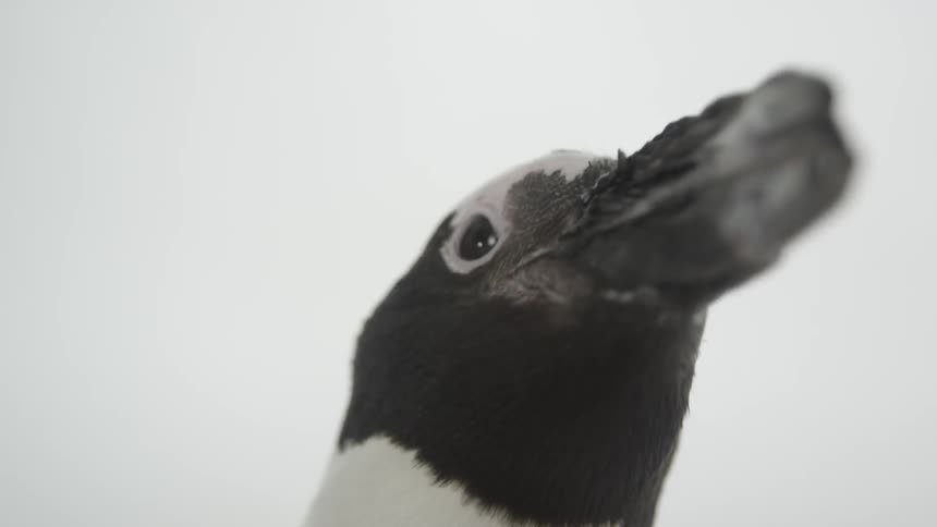 Black and white bird with black eyes and beak