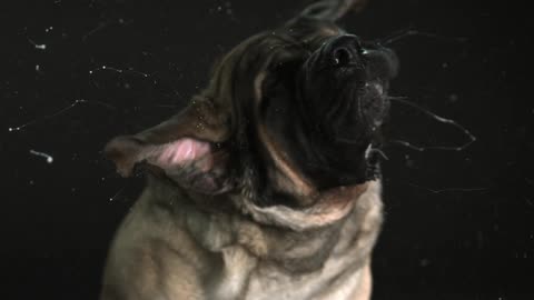 A dog shaking slobber everywhere