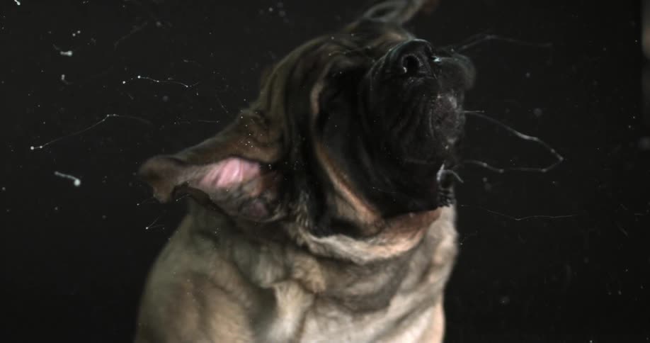 A dog shaking slobber everywhere