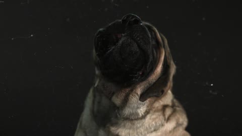 A dog shaking water off
