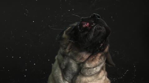 Headshot of a mastiff vigorously shaking its head with lots of drool flying off its mouth