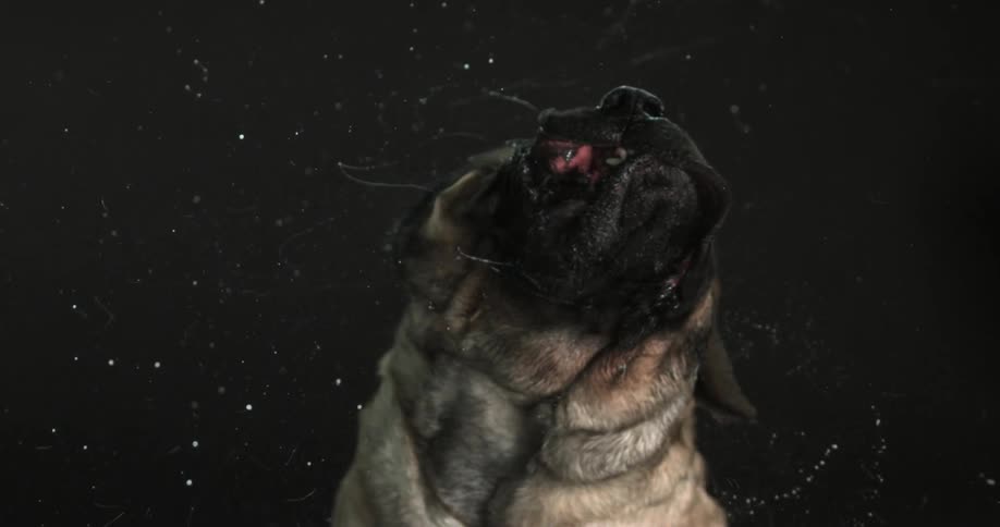 Headshot of a mastiff vigorously shaking its head with lots of drool flying off its mouth