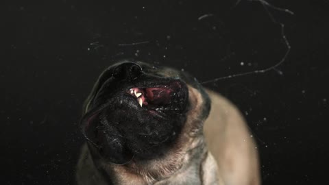 Dog shaking drool off it's face in slow motion