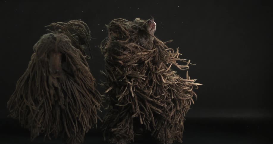 Dogs with long hair shaking back and forth in a dark area
