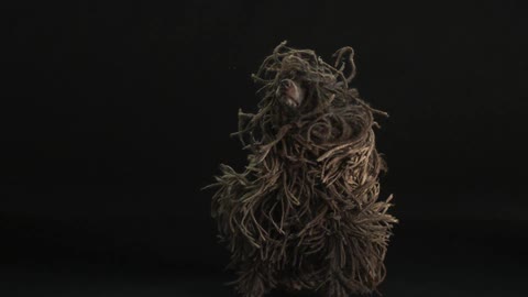 A dog with dreadlocks shaking its fur