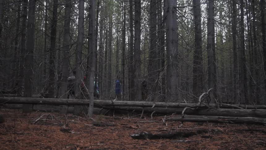 Group of people hiking through some tall trees