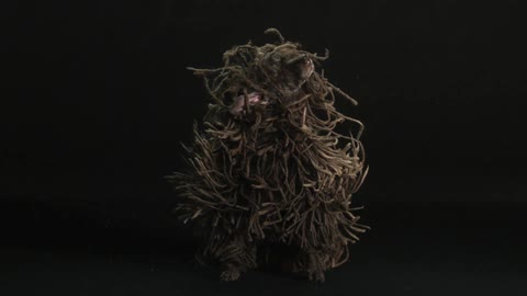 A brown dog shakes its long fur in slow motion