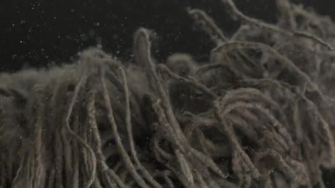 A dog shaking water from it's fur