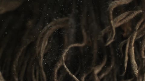 An abstract view of dreadlocks floating under water in slow motion