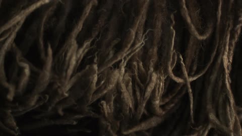 Brown tentacles move slowly