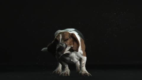 A dog swinging his head back and forth in slow motion