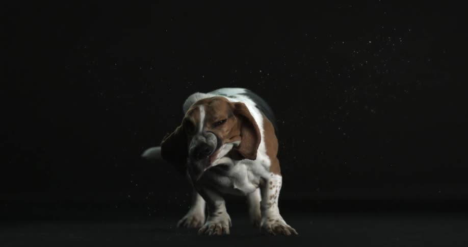 A dog swinging his head back and forth in slow motion