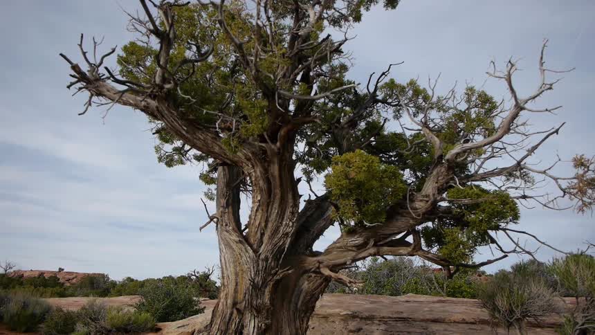 A straggly tree with few leaves rises above bushes