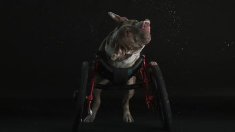 Dog in wheelchair shakes off water