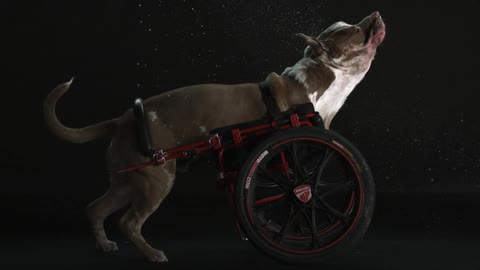 A dog with a doggie wheelchair shaking its head vigorously