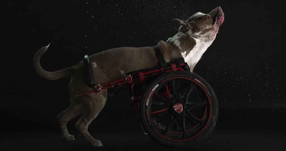 A dog with a doggie wheelchair shaking its head vigorously