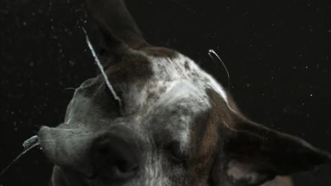 Slow motion of a dog