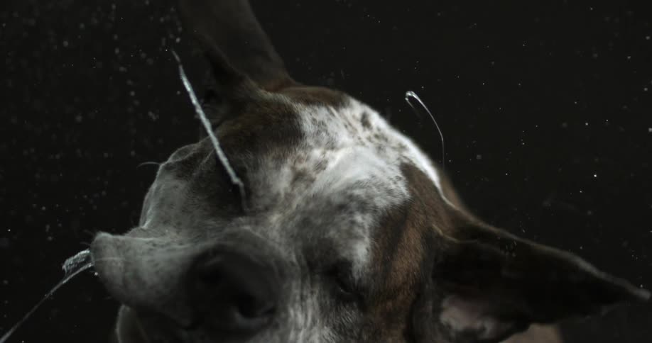 Slow motion of a dog
