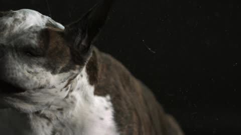 Dog wagging his head back and forth slobbering