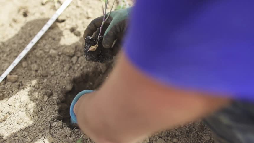 Woman digging and planting on a sunny day