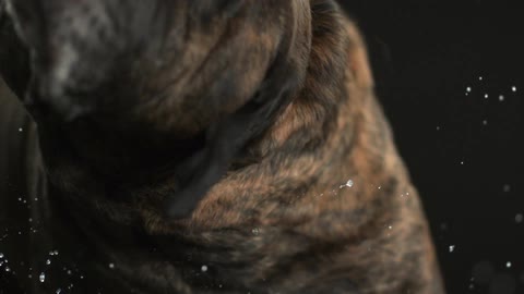 Dog wagging his head back and forth in slow motion